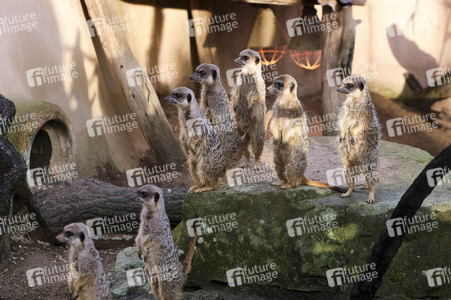 Weihnachtszeit im Erlebnis-Zoo Hannover