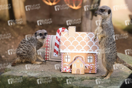 Weihnachtszeit im Erlebnis-Zoo Hannover