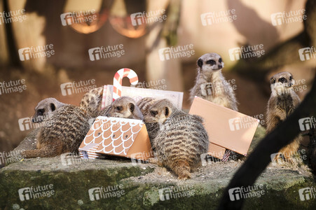 Weihnachtszeit im Erlebnis-Zoo Hannover