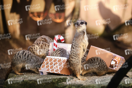 Weihnachtszeit im Erlebnis-Zoo Hannover