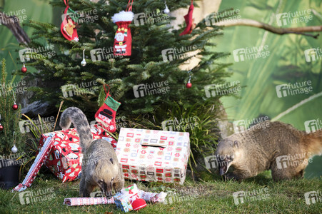 Weihnachtszeit im Erlebnis-Zoo Hannover