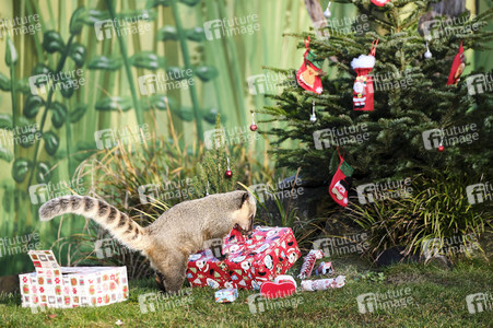 Weihnachtszeit im Erlebnis-Zoo Hannover