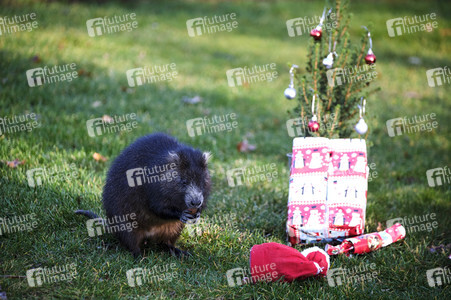 Weihnachtszeit im Erlebnis-Zoo Hannover