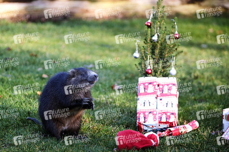 Weihnachtszeit im Erlebnis-Zoo Hannover