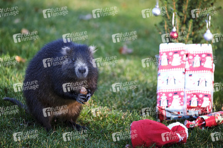 Weihnachtszeit im Erlebnis-Zoo Hannover