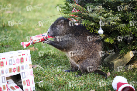 Weihnachtszeit im Erlebnis-Zoo Hannover