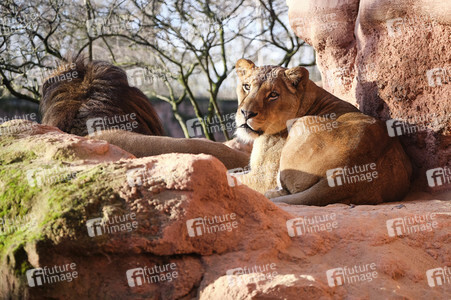 Weihnachtszeit im Erlebnis-Zoo Hannover