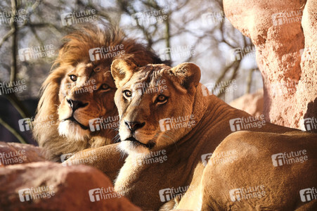Weihnachtszeit im Erlebnis-Zoo Hannover
