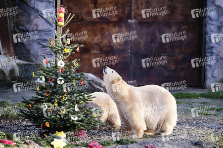 Weihnachtszeit im Erlebnis-Zoo Hannover