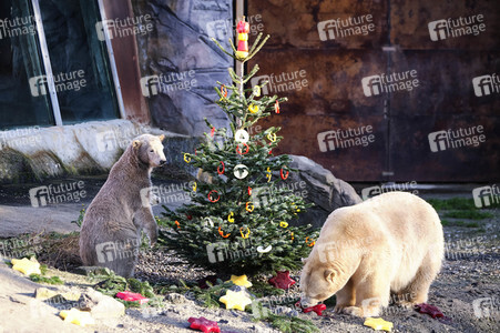 Weihnachtszeit im Erlebnis-Zoo Hannover