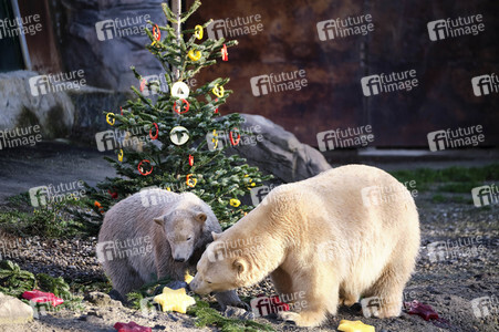Weihnachtszeit im Erlebnis-Zoo Hannover