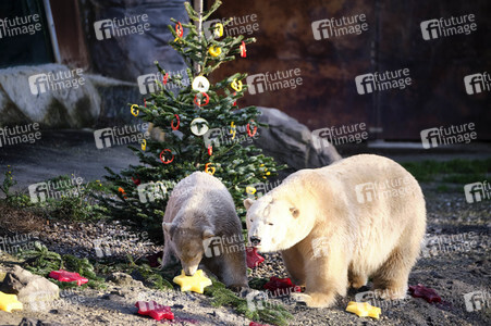 Weihnachtszeit im Erlebnis-Zoo Hannover