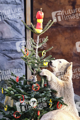 Weihnachtszeit im Erlebnis-Zoo Hannover