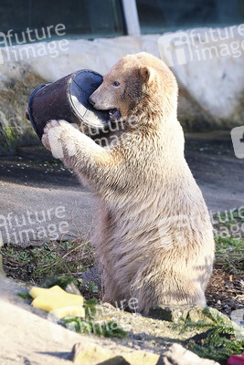 Weihnachtszeit im Erlebnis-Zoo Hannover