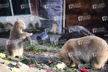 Weihnachtszeit im Erlebnis-Zoo Hannover