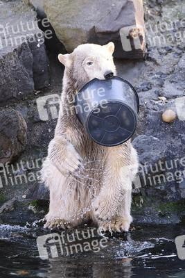 Weihnachtszeit im Erlebnis-Zoo Hannover