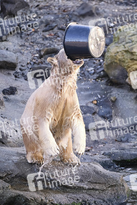 Weihnachtszeit im Erlebnis-Zoo Hannover