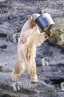 Weihnachtszeit im Erlebnis-Zoo Hannover