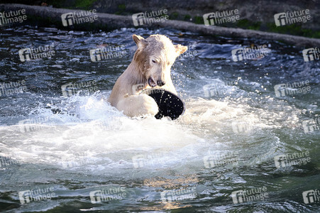 Weihnachtszeit im Erlebnis-Zoo Hannover