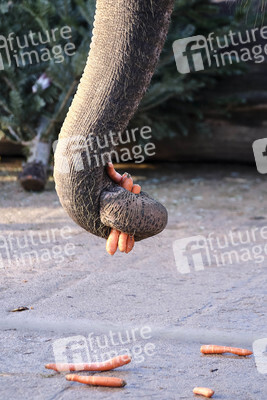 Weihnachtszeit im Erlebnis-Zoo Hannover
