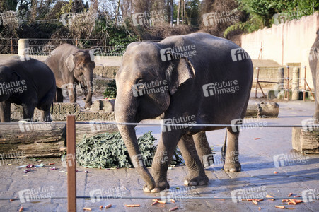 Weihnachtszeit im Erlebnis-Zoo Hannover