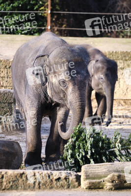 Weihnachtszeit im Erlebnis-Zoo Hannover