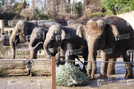 Weihnachtszeit im Erlebnis-Zoo Hannover