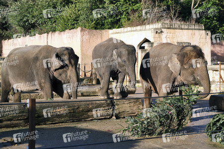 Weihnachtszeit im Erlebnis-Zoo Hannover