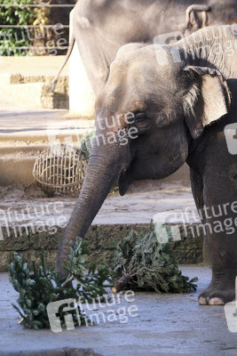 Weihnachtszeit im Erlebnis-Zoo Hannover
