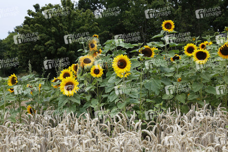 NATURE ART: Sonnenblumen / Sunflowers Bodypainting