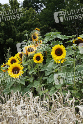NATURE ART: Sonnenblumen / Sunflowers Bodypainting