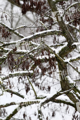 Erster Schnee 2021 in Berlin