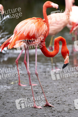 Tierische Inventur im Erlebnis-Zoo Hannover