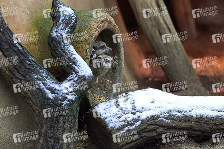 Tierische Inventur im Erlebnis-Zoo Hannover