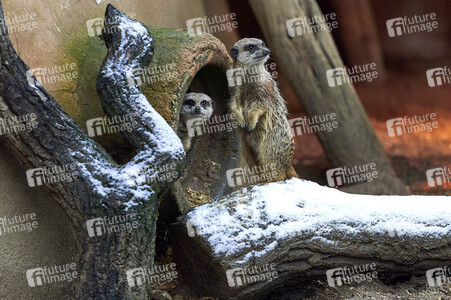 Tierische Inventur im Erlebnis-Zoo Hannover