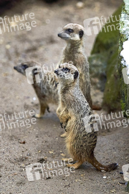 Tierische Inventur im Erlebnis-Zoo Hannover