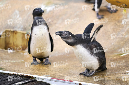 Tierische Inventur im Erlebnis-Zoo Hannover