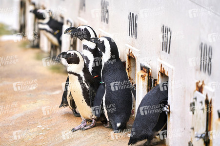 Tierische Inventur im Erlebnis-Zoo Hannover