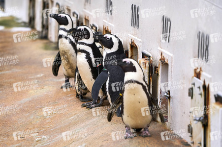 Tierische Inventur im Erlebnis-Zoo Hannover
