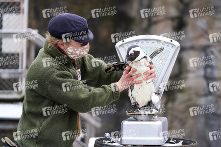 Tierische Inventur im Erlebnis-Zoo Hannover