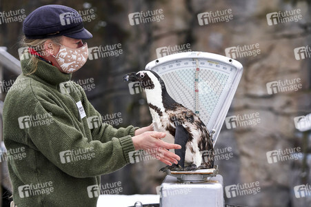 Tierische Inventur im Erlebnis-Zoo Hannover
