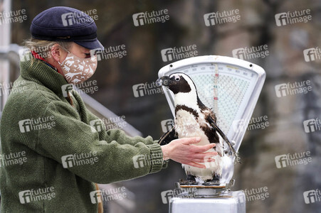 Tierische Inventur im Erlebnis-Zoo Hannover