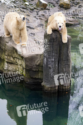 Tierische Inventur im Erlebnis-Zoo Hannover