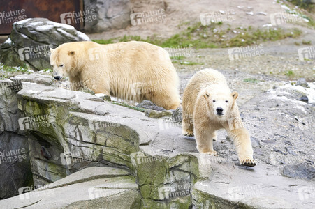 Tierische Inventur im Erlebnis-Zoo Hannover