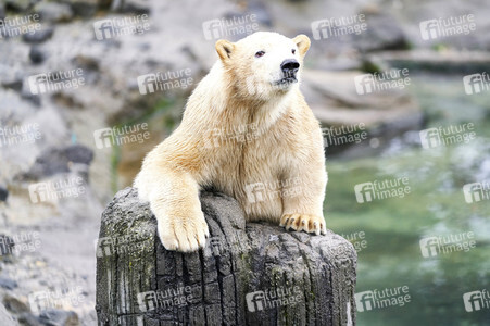 Tierische Inventur im Erlebnis-Zoo Hannover