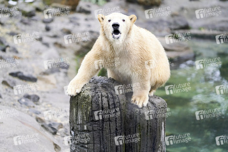 Tierische Inventur im Erlebnis-Zoo Hannover