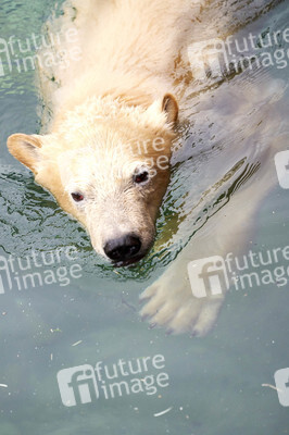 Tierische Inventur im Erlebnis-Zoo Hannover