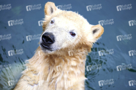 Tierische Inventur im Erlebnis-Zoo Hannover