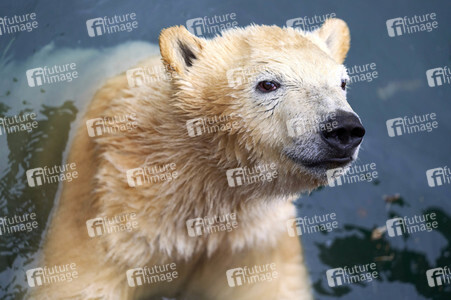 Tierische Inventur im Erlebnis-Zoo Hannover