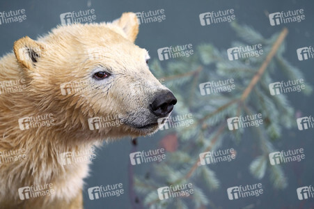 Tierische Inventur im Erlebnis-Zoo Hannover